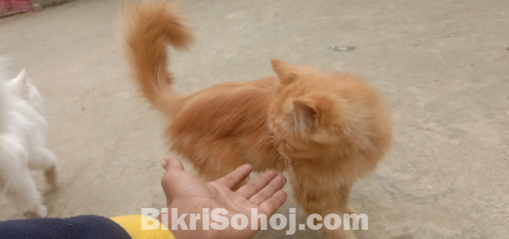 পার্শিয়ান বিড়াল